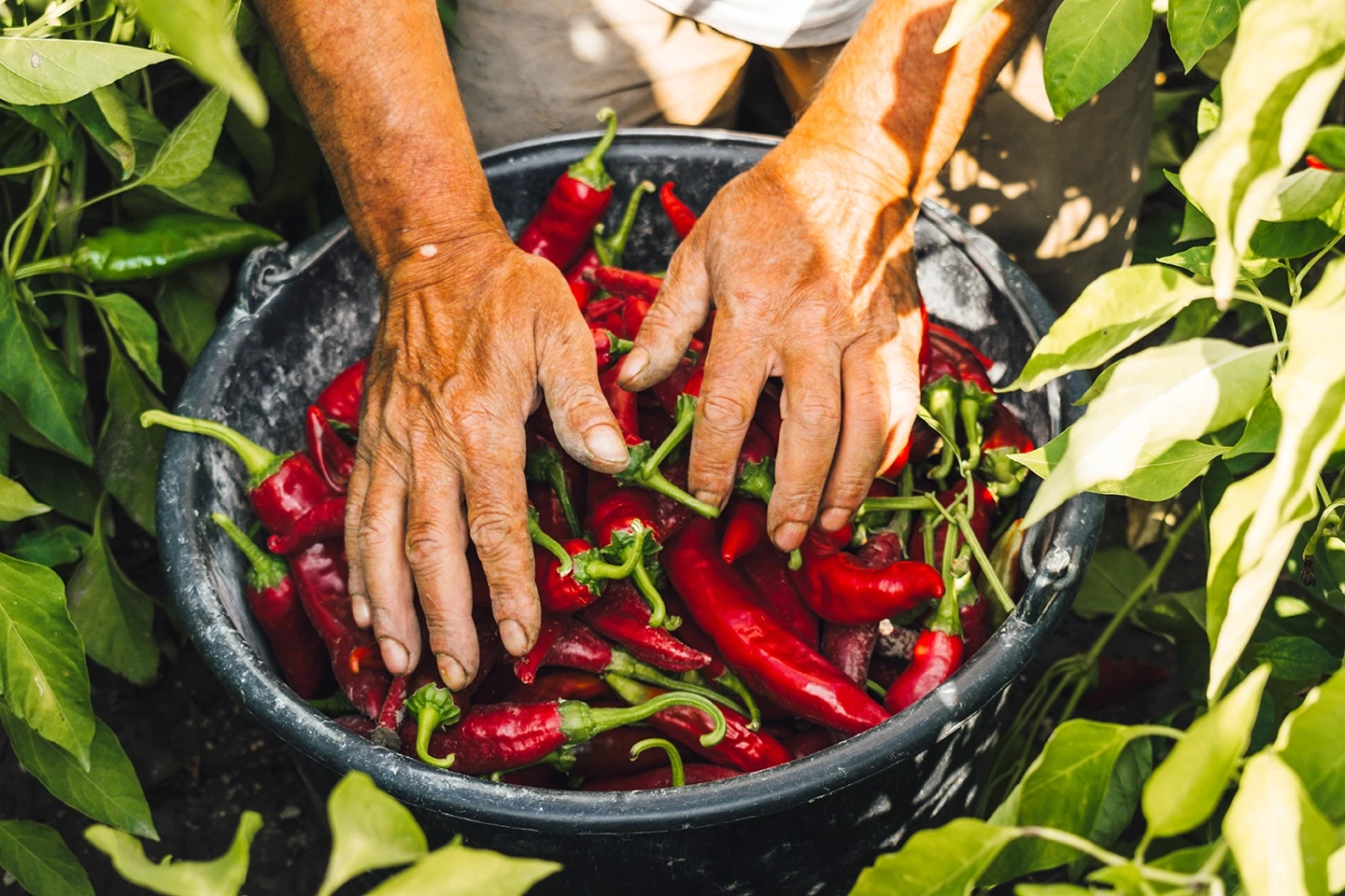 Frissen szedett fűszerpaprika