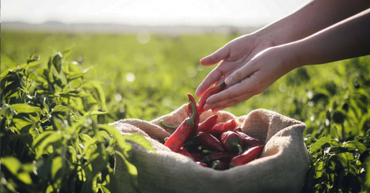 Bien.hu – Ilyen az igazi, minőségi magyar fűszerpaprika