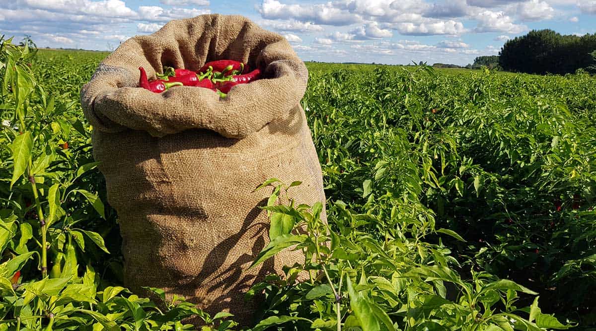 Fajszi Paprika Manufaktúra a kalocsai Korona Rádióban – 2021