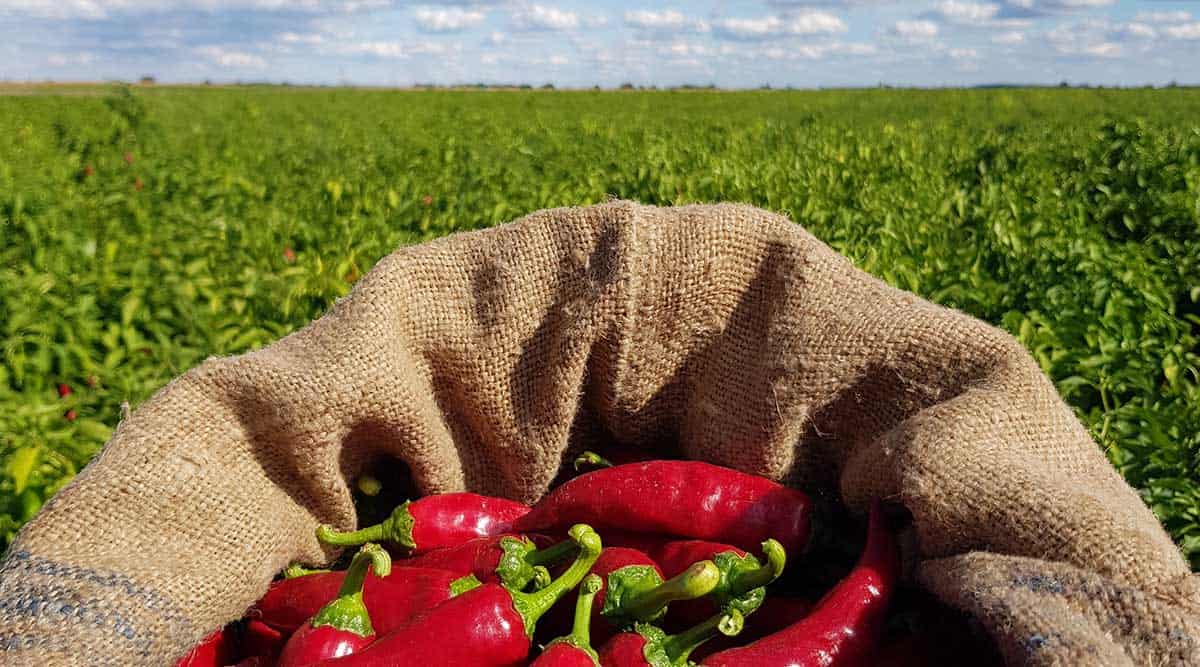 Fajszi Paprika Manufaktúra Highlights of Hungary jelölt – 2021
